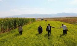 Muş’ta ilk defa deneme amaçlı ekilen pirincin hasadı öncesi son bakımı yapıldı