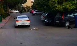 Otomobilin ezdiği kedinin yardımına diğer sokak kedileri koştu
