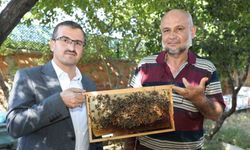 ’Sokmayan arılar’ Yozgat’ta lavanta balı üretimine başladı