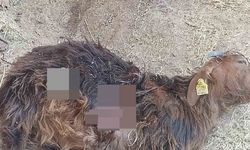Tunceli’de aç kalan ayılar, hayvanlara zarar vermeye başladı