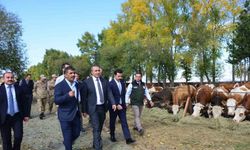 Vali Çiçek, Göle TİGEM’de incelemelerde bulundu