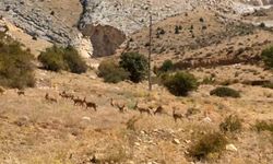 Yaban keçileri Gümüşhane’nin doğal güzelliğine renk kattı
