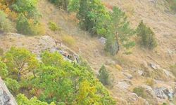 Yavrularını korumak için kangal köpeğine kafa tutan vaşak kameralara yansıdı