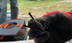 Yaylada sobanın içinden cüce yarasa çıktı