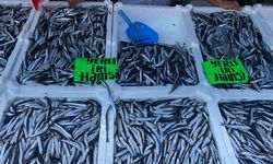 Zonguldak’ta hamsinin kilosu 80 liradan alıcı buldu