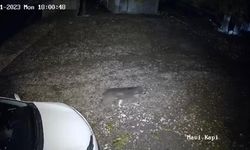Diyarbakır’da evin önünden geçen kurt kameraya takıldı