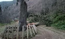 Gümüşhane’de fırtına yüzlerce yıllık ağacı devirdi