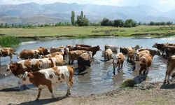 Hayvancılık destekleme için başvuru tarihleri açıklandı
