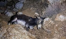 Kayalıklardan düşen yaralı eşeği AFAD ekipleri kurtardı