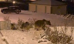 Sarıkamış’ta boz ayılar kış uykusunu unuttu