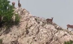 Dağ keçileri sürü halinde Harput’ta görüntülendi