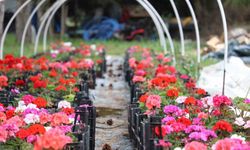 ESTÜ serasında yetiştirilen 20 bin çiçek kampüsü süslemeye başladı
