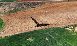 Kırıkkale’de ortaya çıktı, "dron" ile görüntülendi: Kızıl tuygun çiftçilerin dostu oldu
