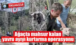 Ağaçta mahsur kalan yavru ayı kurtarıldı