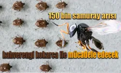 150 bin samuray arısı kahverengi kokarca ile mücadele edecek