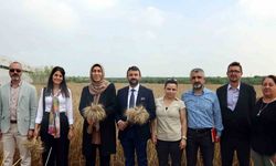 Akdeniz’de ekmeklik yakamoz buğdayının hasadı yapıldı