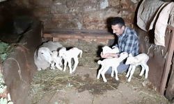 Bolu’da bir koyun seferde beşiz doğurdu