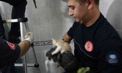 Hastanenin havalandırma boşluğuna düşen yavru kedi itfaiye operasyonuyla kurtarıldı