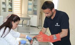 Şırnak’ta yaralı ve hasta hayvanlara belediyenin merkezinde sahip çıkılıyor