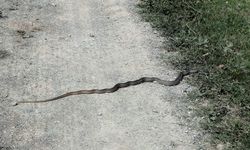 Taşköprü’de sürekli görülen yılanlar tedirgin ediyor
