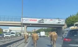 TEM Otoyolu’na çıkan inekler sürücülere zor anlar yaşattı
