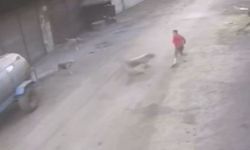 Adana’da 14 yaşındaki çocuk başıboş köpeklerin saldırısına uğradı