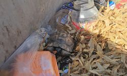 Çöp konteynırına atılan kaplumbağaları temizlik görevlisi kurtardı