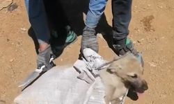 Elazığ’da çuvala konulan köpek ölüme terk edildi