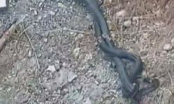 Kara yılanların çiftleşme dansı kamerada