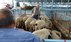 Şap hastalığı nedeniyle kapatılan hayvan pazarı Kurban Bayramı için tekrar açılıyor