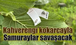 Kahverengi kokarca ile mücadele için doğaya samuray arıcıkları salındı