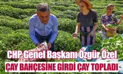 Cumhuriyet Halk Partisi Genel Başkanı Özgür Özel Rize'de çay topladı