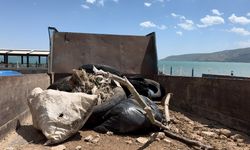 Van Gölü’nden yaklaşık 20 ton çöp çıkarıldı