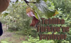 Tehlike Artvin'den  Türkiye'ye  yayılıyor