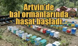 Artvin’de bal ormanlarında hasat başladı