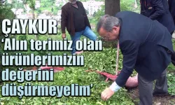 ÇAYKUR tekrar uyardı 'alınterimizin değerini düşürmeyelim'