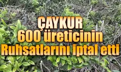 ÇAYKUR 600 üreticinin ruhsatlarını iptal etti.