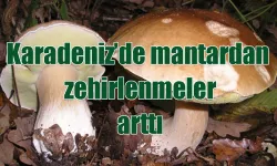 Karadeniz'de mantardan zehirlenmeler arttı