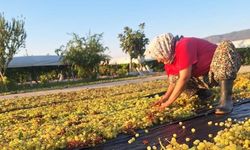 Üzümcünün gözü kulağı meteorolojide