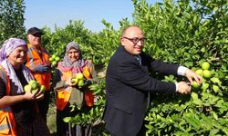 Yılda 1 milyon tondan fazla üretiliyor: Limonun başkentinde hasat başladı