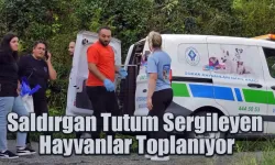 Rize'de saldırgan tutum sergileyen  hayvanlar toplanıyor