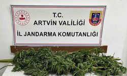 Artvin’de 15,5 kilo esrar yakalandı: 1 zanlı tutuklandı