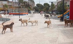 Aydın’da ‘sokak köpekleri sorunu’ büyüyor