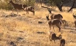 Elazığ’da koruma altında olan dağ keçileri görüldü