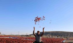 En acı hasat: Maraş biberinde üretim 50 bin ton