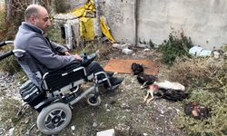 Engelli vatandaşın kümesine giren köpekler 10 tavuğu telef etti