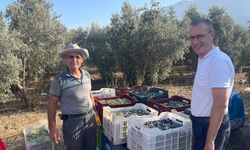 Kaymakam Ertaş, zeytin hasadına katıldı