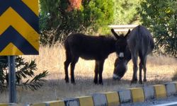 Marmaris’te trafikte eşek tehlikesi