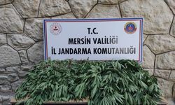 Mersin’de uyuşturucu serası kuran şüpheli yakalandı