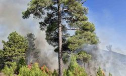 Muğla’nın Köyceğiz ilçesinde orman yangını